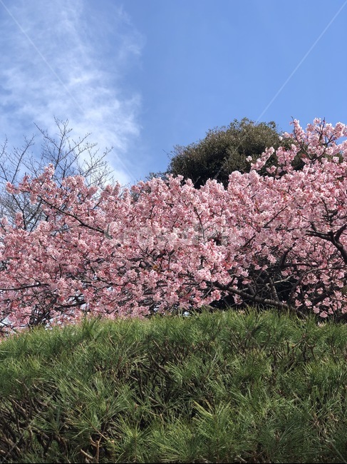 벚꽃,자연,봄,풍경,경치