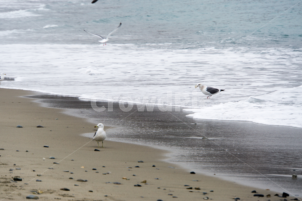 해변,바다,갈매기,파도,풍경,자연,새,모래,모래사장,자연,풍경,nature,landscape,해변,바다,beach,sea,동물,animal,조류,새,birds,bird,flying,나는