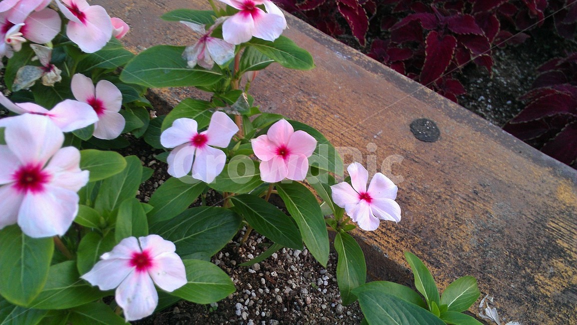 blossom,꽃,식물,plant,flower,식물,자연,plants,nature,꽃,flower