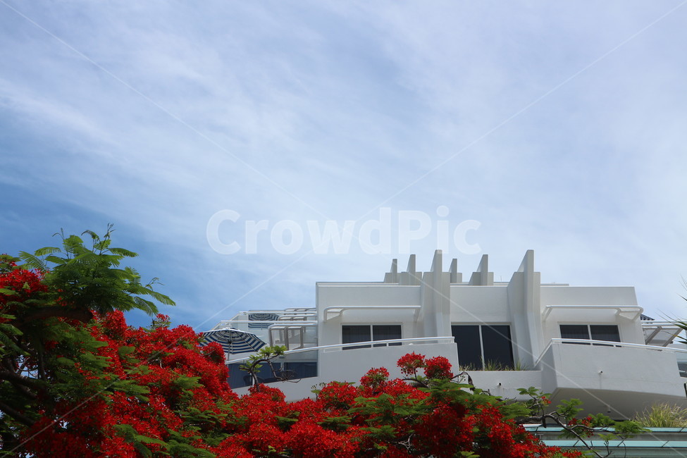 흰색,집,꽃,빨강색,하늘,나무,호주,noosa,자연,red,white,house,tree,flower,cloud,건축물,건물외관,exterior,building,structure,architecture,construction