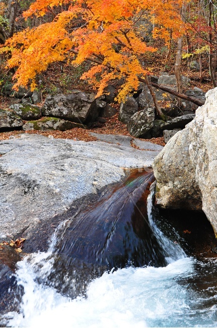구례,피아골,피아골계곡,단풍,폭포,leaf,잎,plant,식물,tree,나무,maple,water,물,scenery,풍경,outdoors,옥외,nature,자연,landscape,경치,가을,계절,fall,autumn,season,자연,풍경,nature,landscape