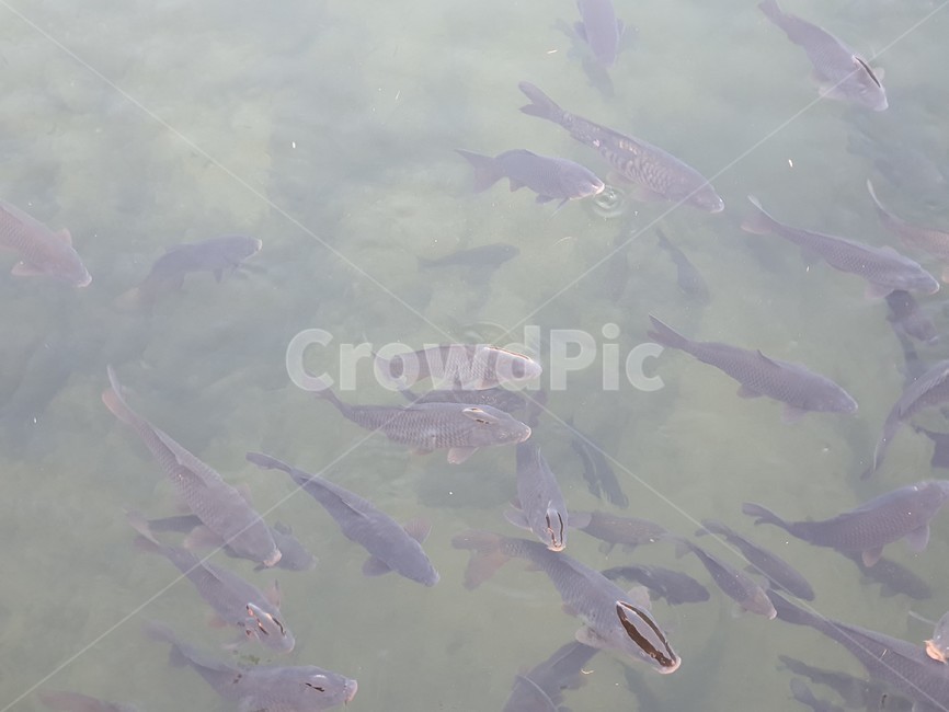 fish,물고기,coho,코호,animal,어류,물,청계천,어류,물고기,fish