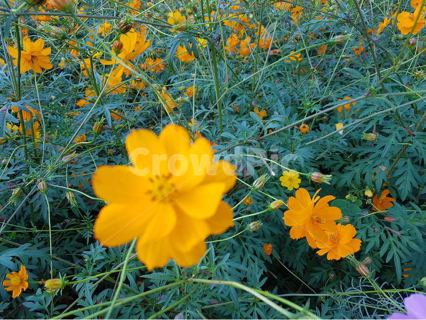 꽃,자연,식물,포커스아웃,flower,식물,자연,plants,nature,꽃,flower