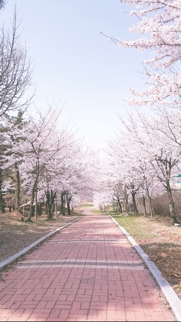 꽃,벚꽃,봄,분홍색,공원,하늘,봄,계절,spring,season,plant,식물,blossom,flower