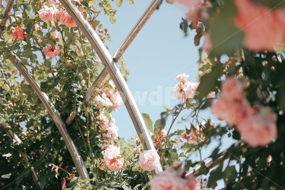 장미,정원,꽃,나무,꽃밭,봄,식물,자연,plants,nature,꽃,flower