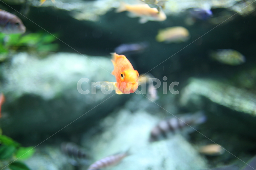 fish,물고기,animal,동물,수조