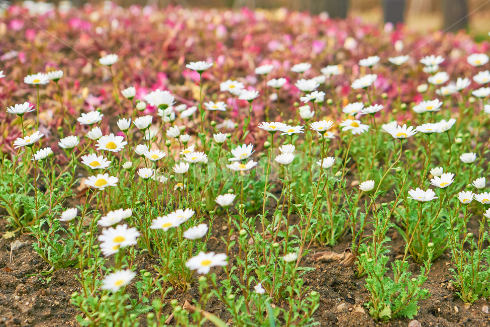봄,꽃,식물,flower,spring,plant,nature,들꽃,들풀,자연,식물,자연,plants,nature,꽃,flower