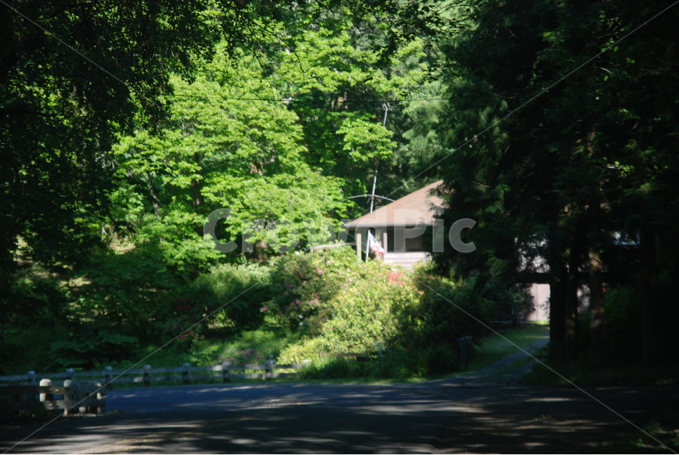 숲길,도로,나무,빛,녹음,집,shade,house,woods,road,light,trees