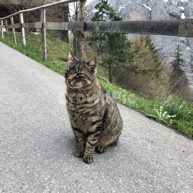 mammal,포유류,고양이,pet,동물,cat,animal,착한애,냥냥펀치,순한고양이,시골,코리안숏헤어,코숏,동물,animal,포유류,mammal,고양이,cat,kitten,kitty