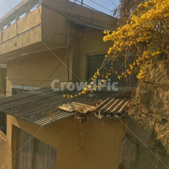 봄,꽃,개나리,따뜻함,계절,자연,봄,계절,spring,season,건축물,건물외관,exterior,building,structure,architecture,construction