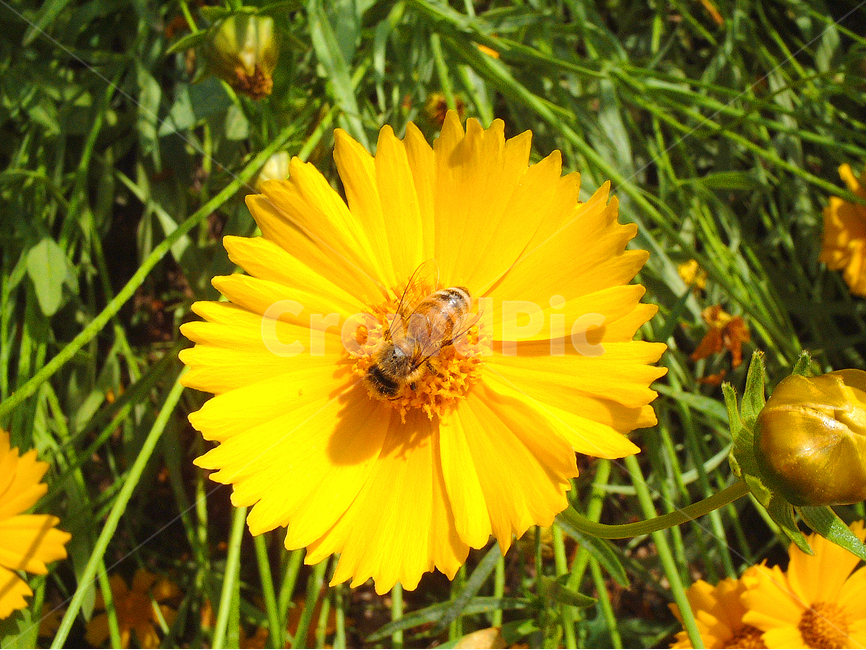 벌,꽃,자연,꿀벌,배경화면,곤충,근접촬영,노랑꽃,꽃과벌,bee,접사,매크로,식물,자연,plants,nature,꽃,flower,동물,animal,곤충,벌레,insect,bug