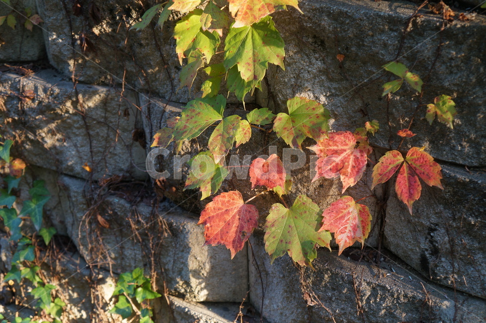 담쟁이넝쿨,담쟁이덩굴,덩굴식물,가을,단풍,담벼락,식물,만추,autumn,fall,넌출성식물,기어오르다,아이비,ivy,가을,계절,fall,autumn,season,leaf,잎,plant,tree,나무