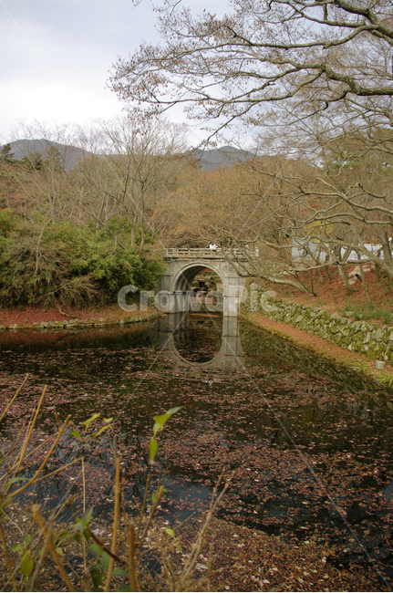 풍경,다리,연못,가을,fall,나무,식물,plant,자연,풍경,nature,landscape