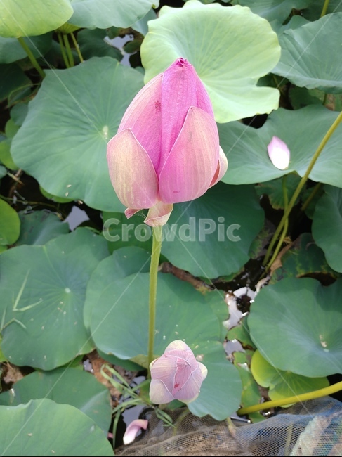 연꽃,수련과,lotus,수련,물풀,수단화