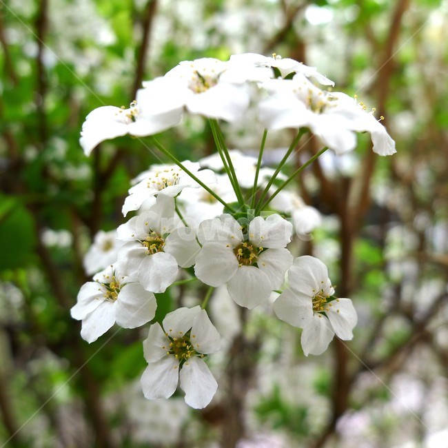 식물,자연,봄,정원,꽃,아름다움,식물,자연,plants,nature,꽃,flower
