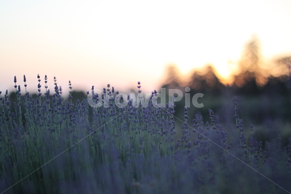 라벤더,lavender,허브,꽃,보라색,식물,자연,plants,nature,꽃,flower