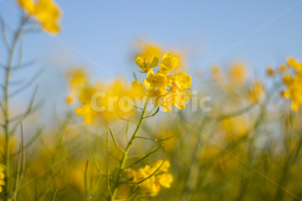 plant,식물,유채꽃,rapeblossoms,노란꽃,꽃,꽃밭,유채꽃밭,blossom,yellow,야외,유채,식물,자연,plants,nature,꽃,flower