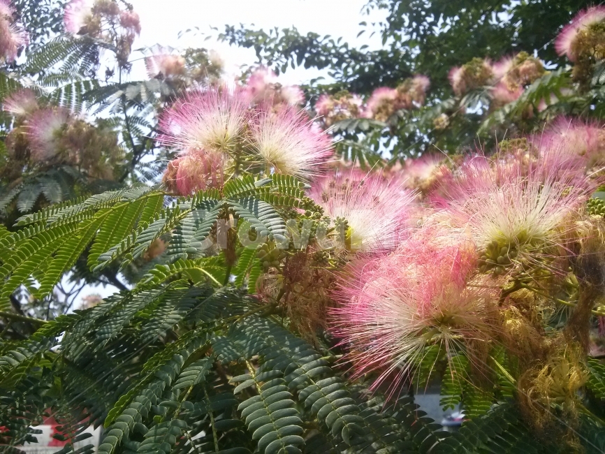 자귀나무,꽃,나뭇잎,하늘,녹색,계절,붉은색,자연,화려하다,식물,자연,plants,nature,꽃,flower