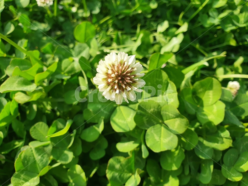 토끼풀,풀,초록,식물,planter,잎,파릇,예쁜
