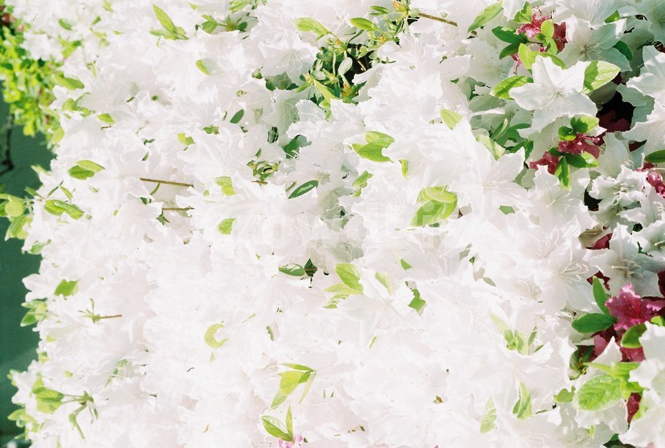 plant,식물,꽃,flower,철쭉,흰꽃,필름사진,필름감성