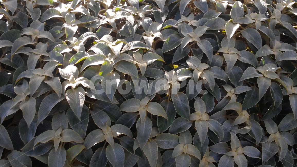 풀,들풀,숲,풀숲,수풀,grass,grassland,잎,나뭇잎,잎사귀,이파리,식물,자연,plants,nature