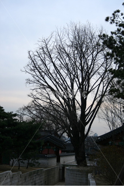 창덕궁,세계문화유산,문화유산,한국,나무,해질녁,한국전통,한국문화,korean traditional,korean culture,식물,자연,plants,nature,나무,trees,wood