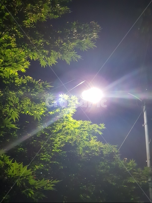 light,빛,flare,플레어,가로등,밤,밤하늘,하늘,어둠,나무