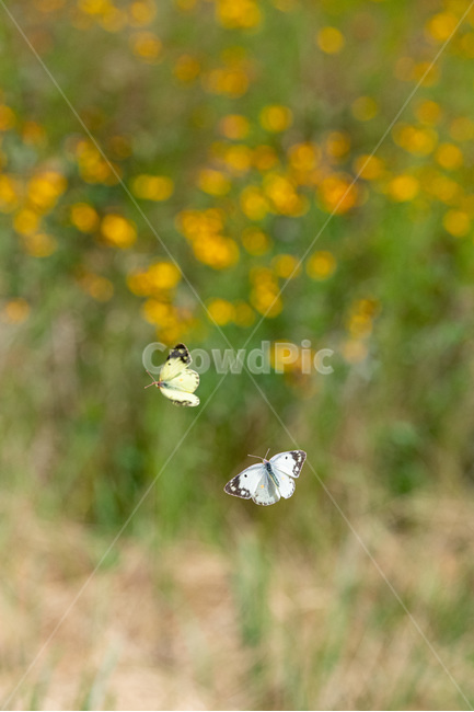 감성,나비,흰나비,노랑나비,봄,여름,날개,움직임,이동,정지,곤충,벌레,insect,bug
