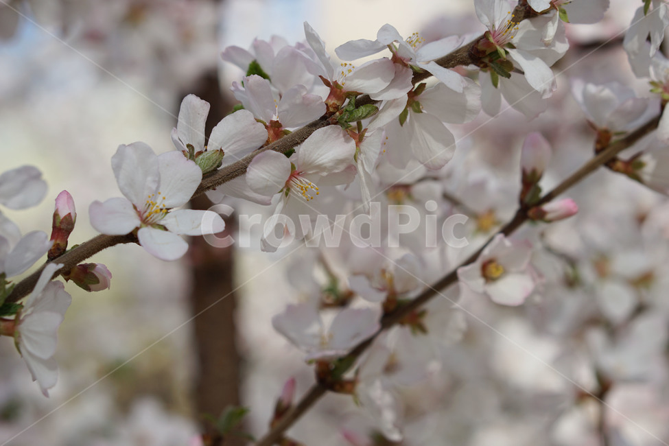 보라매공원,공원,벚꽃,봄,계절,꽃,flower,blossom,plant,식물