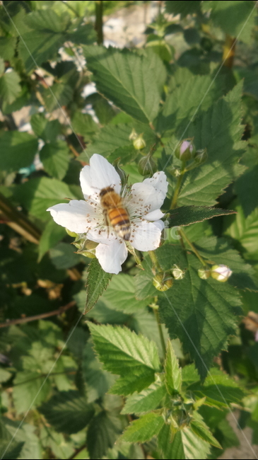 복분자,흰꽃,장미과,관목,과실,열매,산딸기속,식물,자연,plants,nature,꽃,flower,동물,animal,곤충,벌레,insect,bug