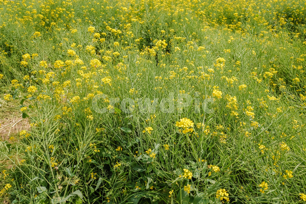 spring,spring flowers,natural scenery,plant,rape flower,season,Emotional photo
