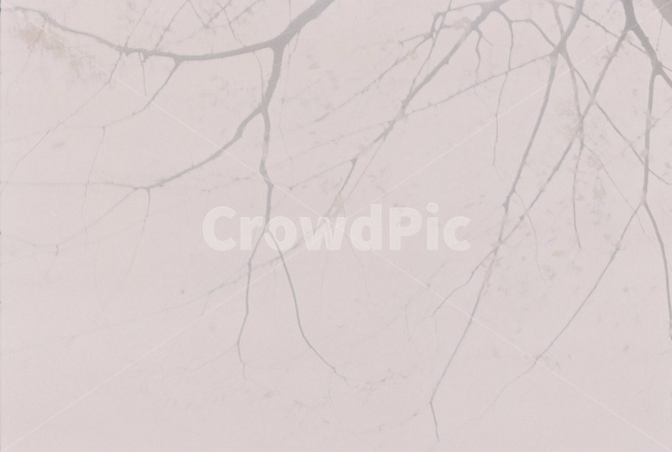 안개,나무,하늘,앞,가을,겨울,가을,계절,fall,autumn,season,겨울,winter,식물,자연,plants,nature,나무,trees,wood