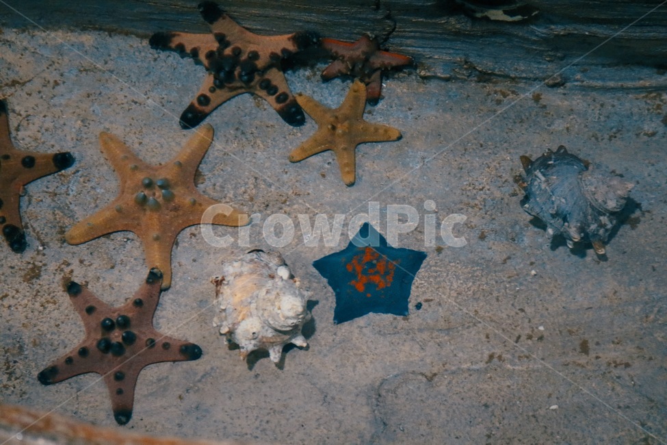 불가사리,starfish,소라,conch,감성,sensitivity,해양생물,생물,색,color,필터,색감