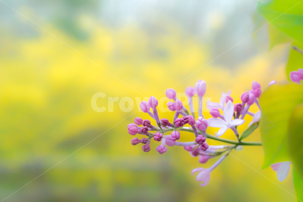 봄,꽃,감성사진,라일락,라일락꽃,소프트,아름다움,보라색,식물,자연,plants,nature,꽃,flower