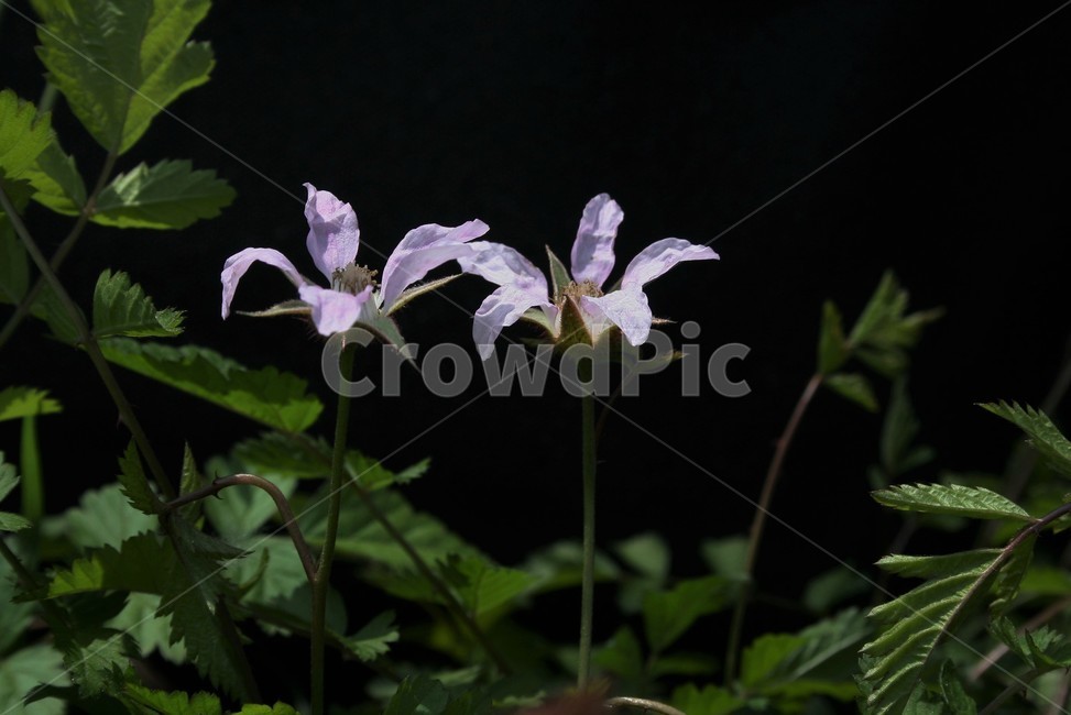 줄딸기,장미과,산딸기속,낙엽덩굴나무,덩굴딸기,덤불딸기,식물,자연,plants,nature,꽃,flower