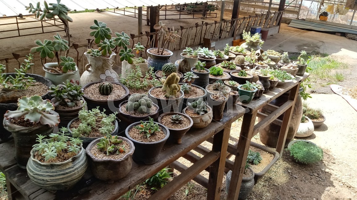 다육이,화분,정원,식물,gardening