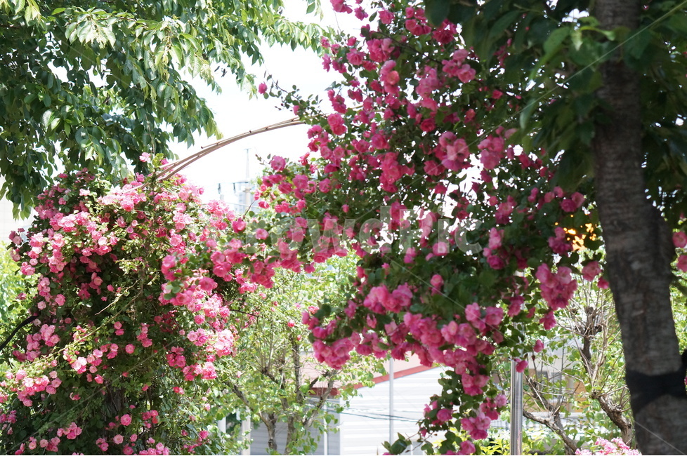 장미,5월,핑크,풍경,꽃,빛,식물,자연,plants,nature,꽃,flower