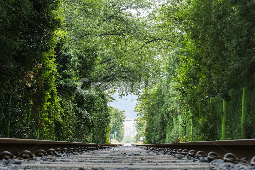 철길,풍경,레일,landscape,railroad,rail,tree,나무,기찻길