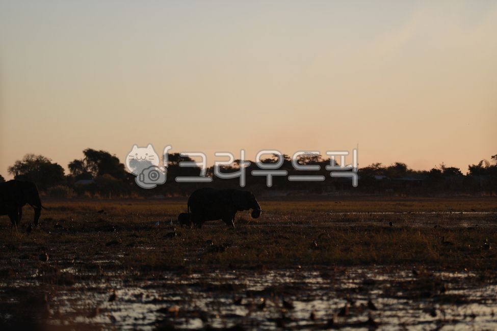mammal,African elephant,animal,wild animals,elephant,mammalia