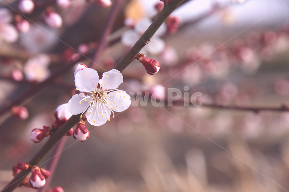 매화,꽃,매화꽃,감성,봄날,봄,자연,spring,flower,봄,계절,spring,season,식물,자연,plants,nature,꽃,flower,plant