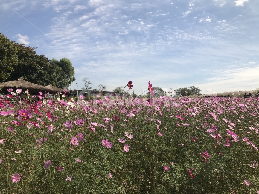 코스코스,코스모스밭,꽃밭,꽃길,가을하늘,가을풍경,풍경,하늘,구름,자연,산책,휴식,Flower,Sky,Cloud,가을,계절,fall,autumn,season,자연,풍경,nature,landscape,식물,plants,꽃,flower,outdoors,옥외