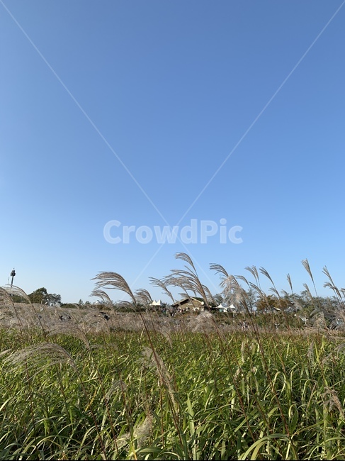 plant,식물,갈대,갈대밭,풀,가을,계절,fall,autumn,season,식물,자연,plants,nature
