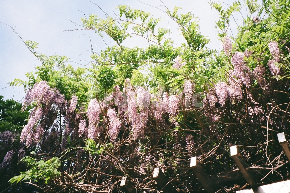 필름,등나무꽃,등나무,봄꽃,보라색꽃,봄,보라색,초록색,식물,plant,필름카메라,꽃,식물,자연,plants,nature