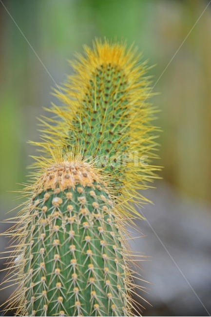 plant,식물,cactus,선인장,다육,다육식물,관상식물,관상다육,다육이,식물,자연,plants,nature