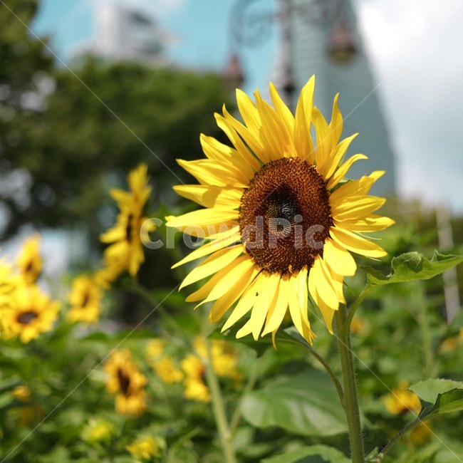 해바라기,식물,flower,꽃,해바라기꽃