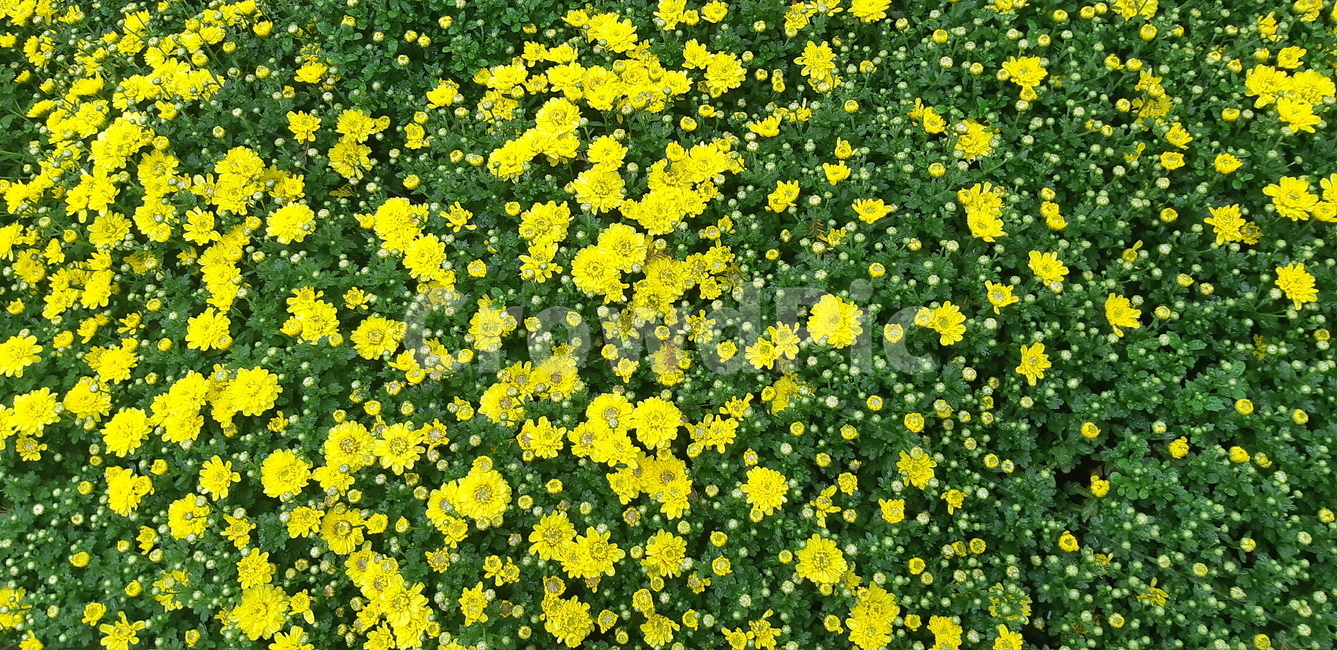 꽃,식물,자연,노란색꽃,길가,꽃송이,flower,녹색,식물,자연,plants,nature,꽃,flower