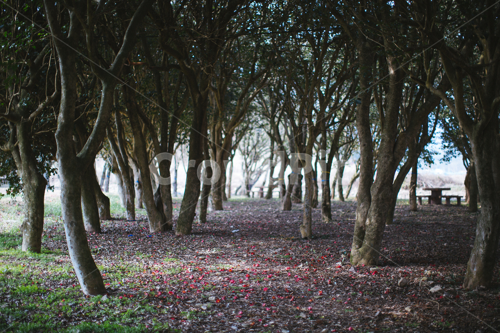 봄,동백,꽃,나무,식물,자연,풍경,빨간색,자연,풍경,nature,landscape,tree,tree trunk,나무 줄기,plant,ground,바닥