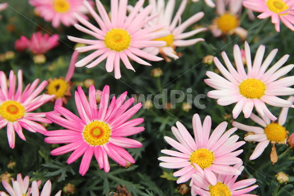 자연,꽃,이쁜꽃,만개,접사,식물,자연,plants,nature,꽃,flower