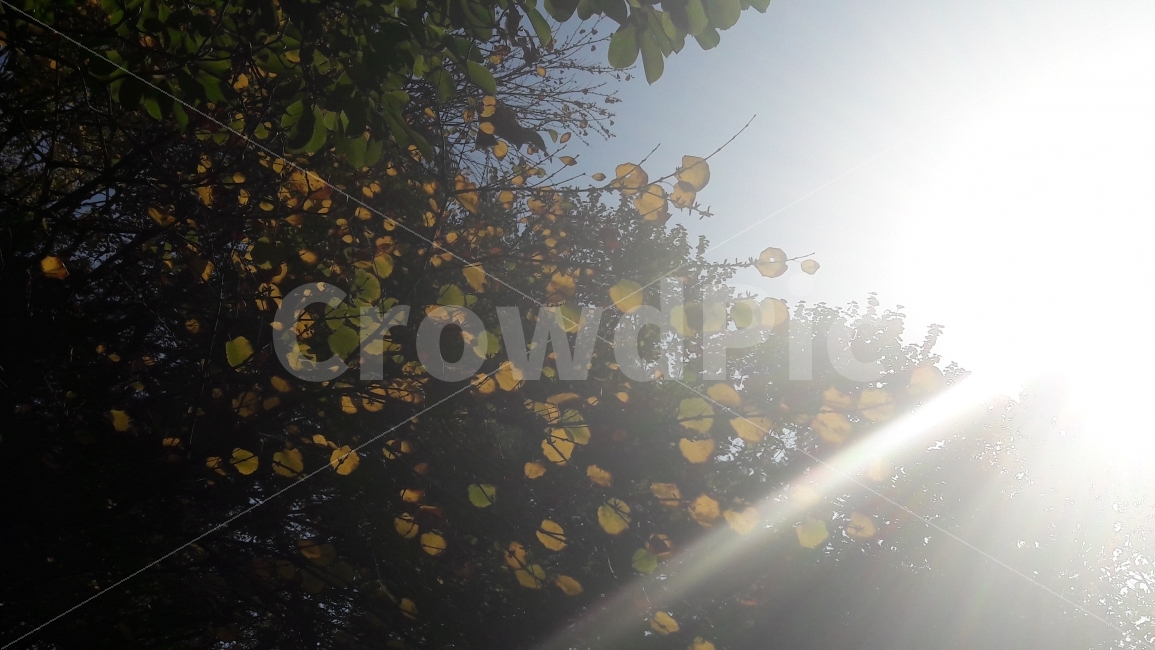 가을,단풍,하늘,대공원,나무,가을,계절,fall,autumn,season,식물,자연,plants,nature,flare,플레어,light,빛,sunlight,햇빛