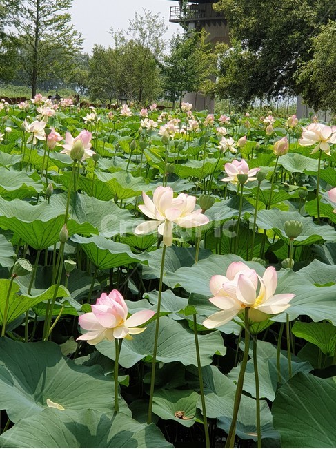 백련,흰연꽃,연꽃,여름야생화,수생식물